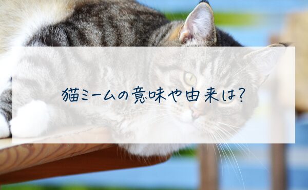 猫ミームの意味や由来は？